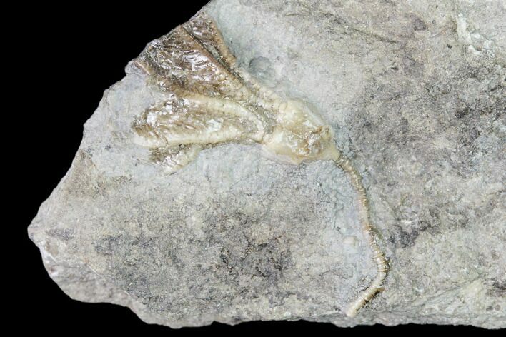 Fossil Crinoid (Dichocrinus) - Gilmore City, Iowa #149030